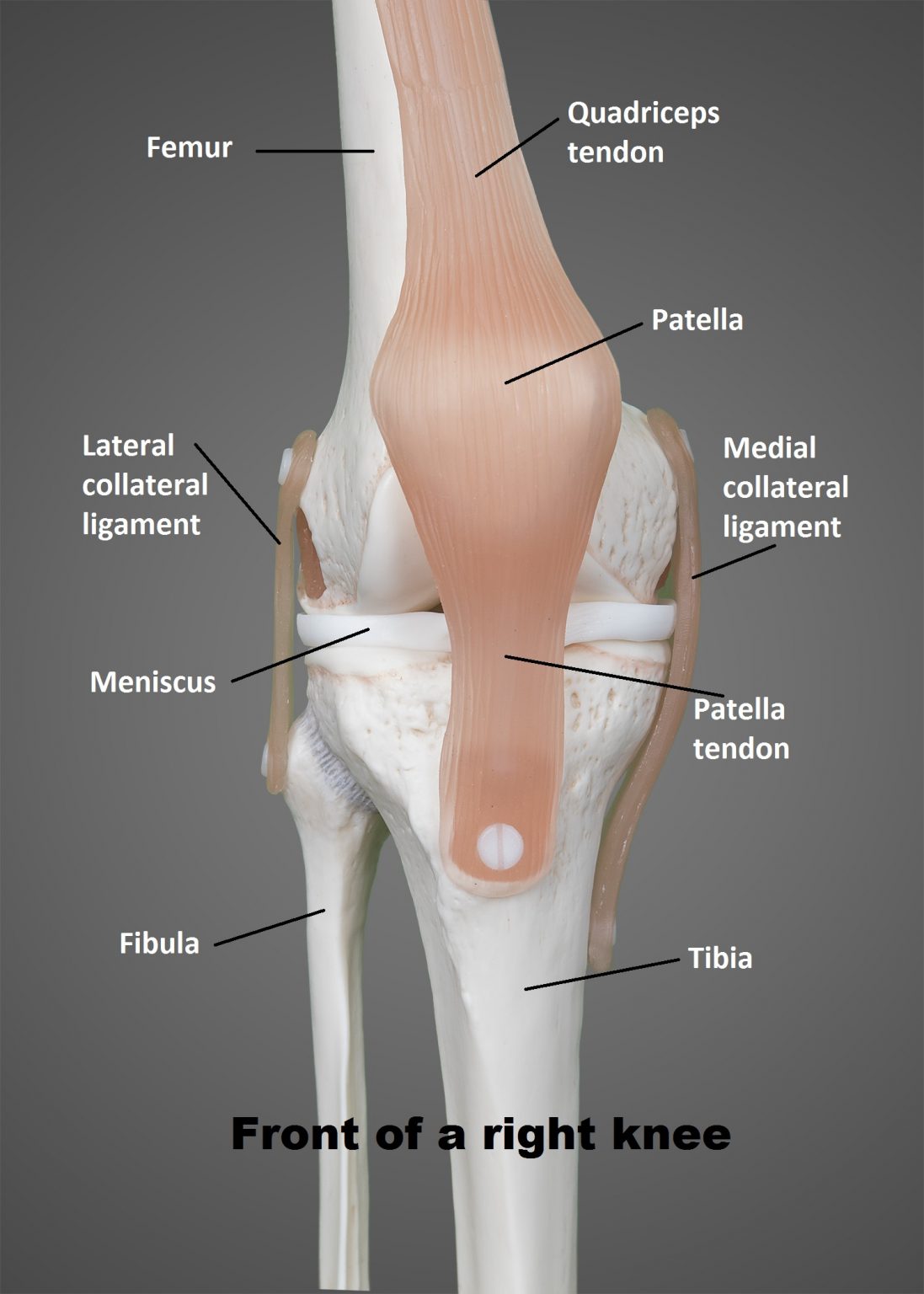 Singapore Surgeon Insights Knee Replacement Prof Lo PhysioActive Indonesia