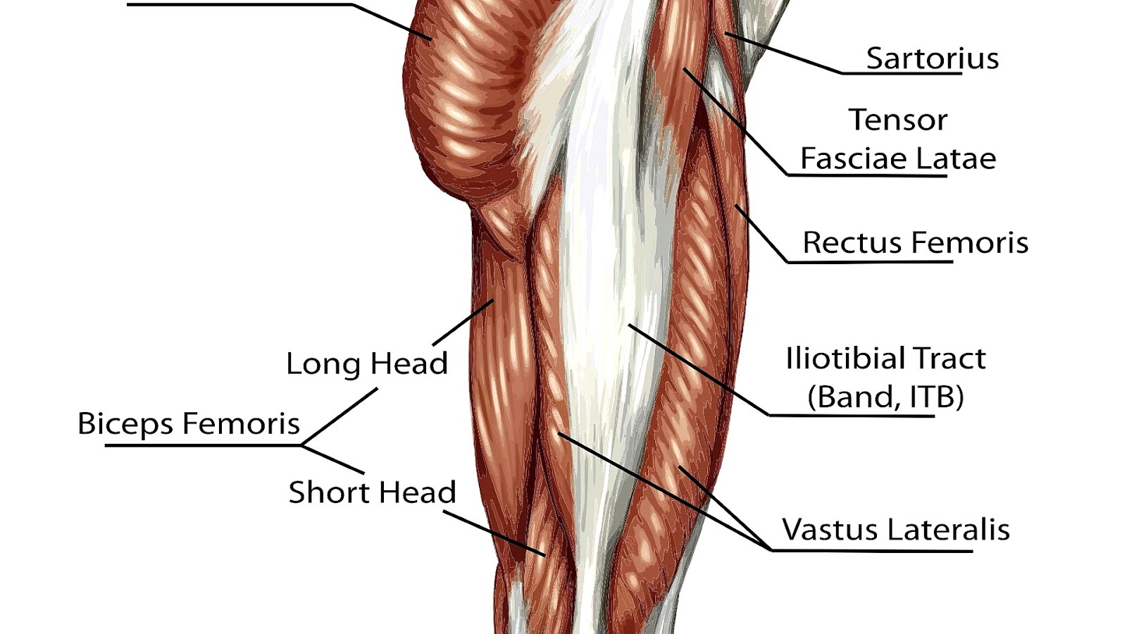 Itbs A Common Runner S Knee Injury | Physioactive Indonesia